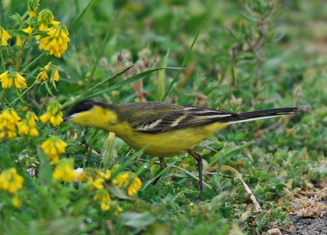 Cutrettola (Motacilla feldegg)
